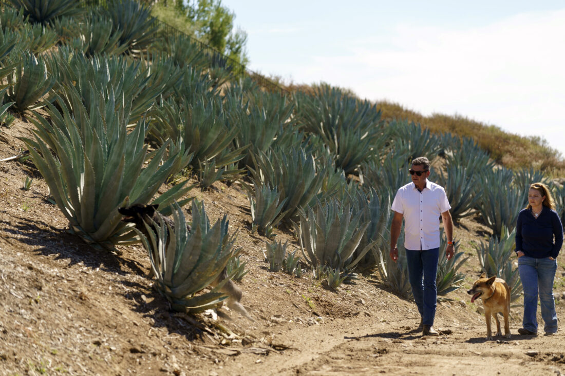 Californians bet farming agave for spirits holds key to weathering